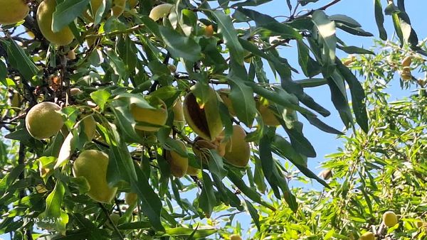 پیش‌بینی تولید 5 هزار و 700 تن بادام  در داراب