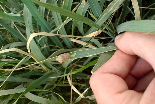 سازمان حفظ نباتات نسبت به حساسیت شرایط اقلیمی برای مقابله با ملخ‌های بومی هشدار داد/ ادامه مبارزه گسترده با آفت سن گندم