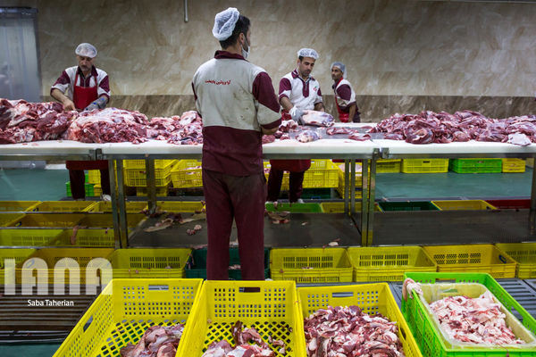 قیمت اقلام پروتئینی و نهاده‌های دامی کاهش می‌یابد