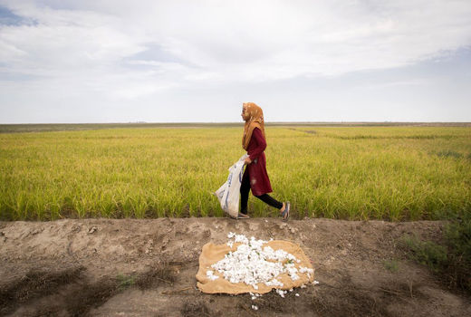 کشت پنبه در گرگان 