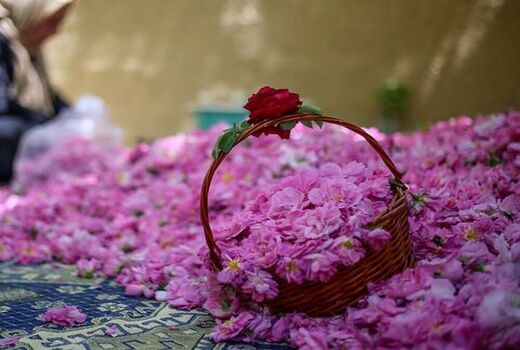 تولید 60 هزار تن گل محمدی در سال جاری 