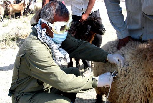 تزریق بیش از 2.5 میلیون دوز واکسن‌های دامی در استان تهران