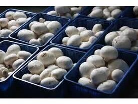 تولید 600 تن قارچ خوراکی در آمل