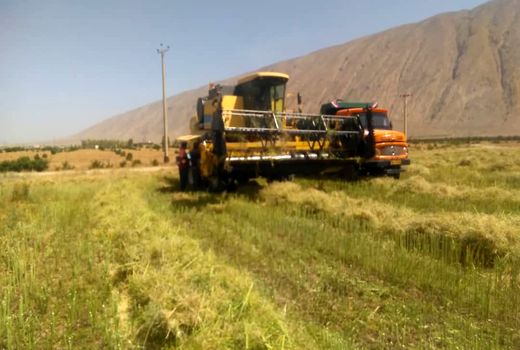 پیش‌بینی تولید بیش از 2700 تن کلزا در فیروزآباد 