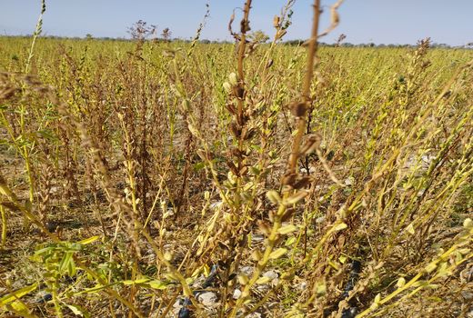 برداشت مزرعه کنجد ناشکوفا در خنج برای اولین بار 