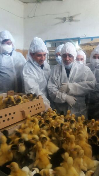 ساماندهی واحدهای پرورش دهنده اردک در ورامین
