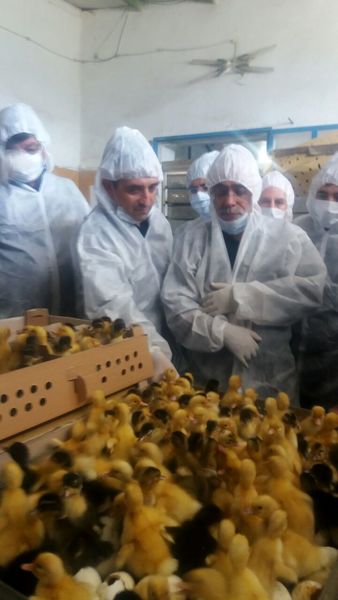 ساماندهی واحدهای پرورش دهنده اردک در ورامین