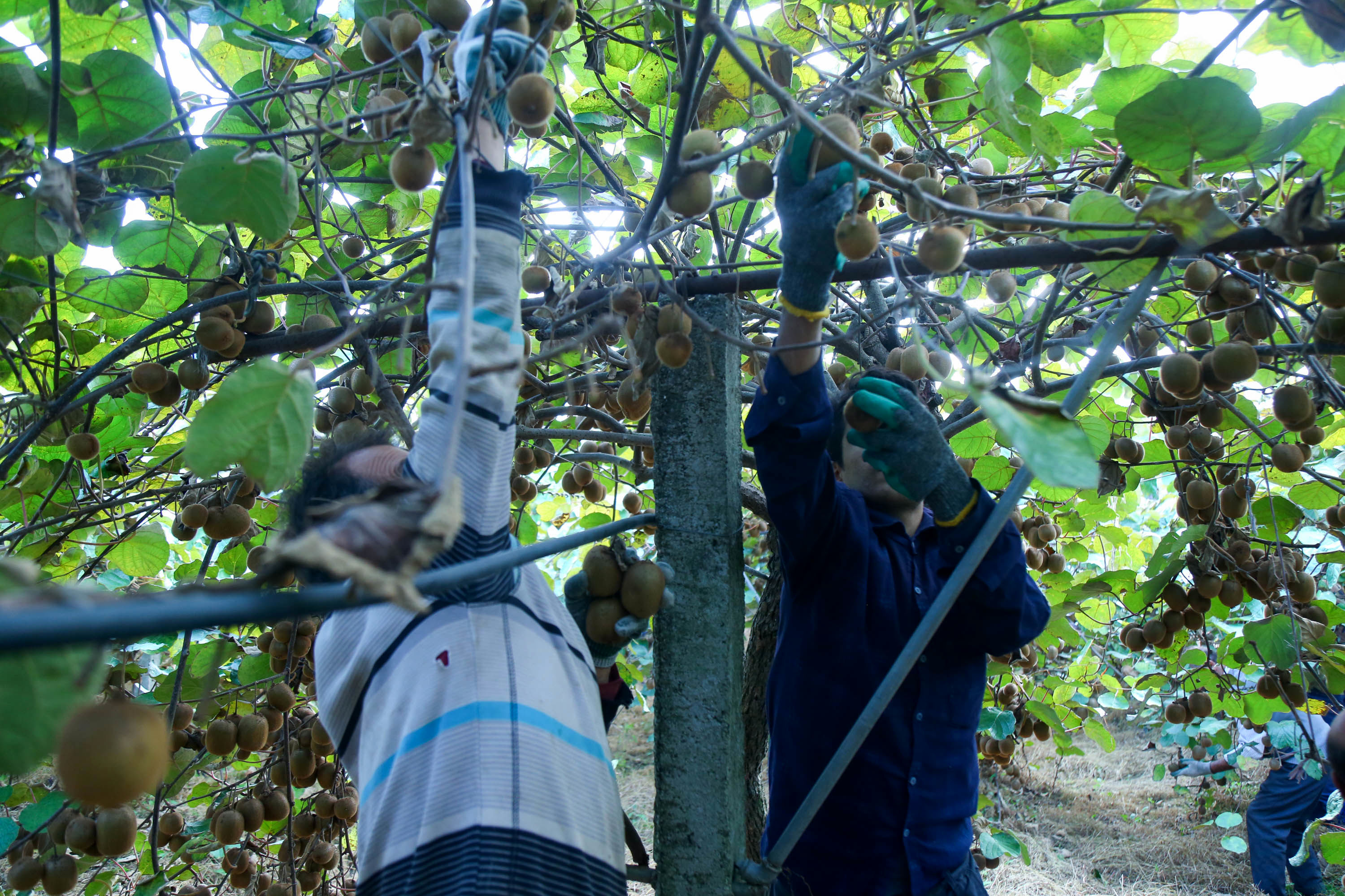  میوه ای شگفت انگیز به نام کیوی 