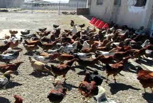 ایجاد ، ارتقا و ترمیم مهارت شاغلان بخش کشاورزی در خوزستان
