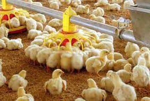 تحقق بیش از ۱۰۵ درصدی تعهد جوجه‌ریزی در واحدهای پرورش مرغ گوشتی استان سمنان