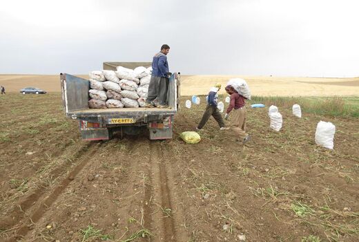 کردستان رتبه چهارم تولید محصول سیب زمینی در کشور را دارد