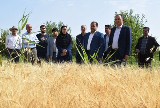 پیش بینی تولید ۷۵ هزار تن گندم از مزارع میاندوآب 