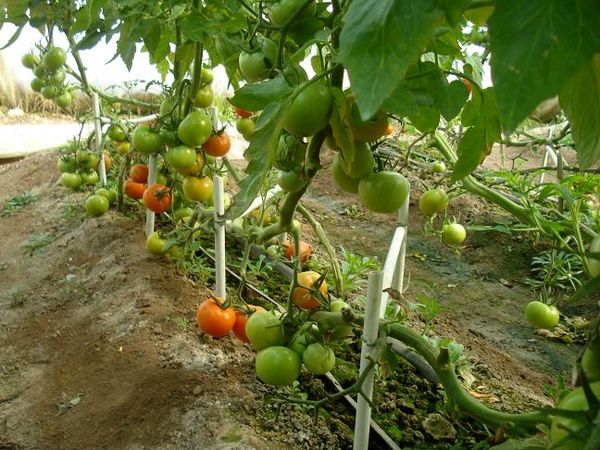 200 هکتار از فضای کشت سبزی و صیفی استان به محیط گلخانه انتقال یافت