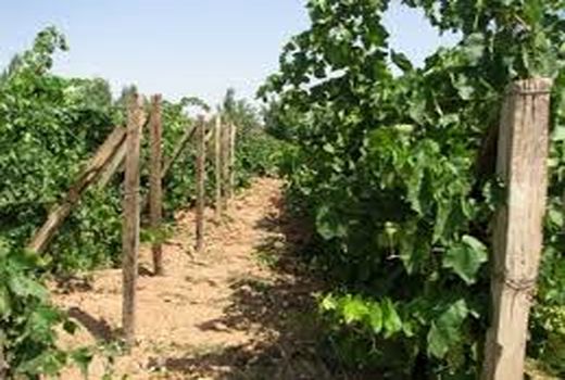 25 هکتار از باغات انگور شهرستان البرز تحت پوشش طرح فراز قرار دارد