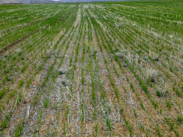 24 هزار هکتار گندم و جو در آباده کشت شد