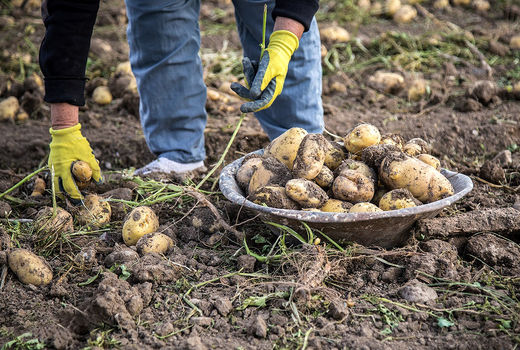 برداشت سیب‌زمینی در «دهگلان»  
