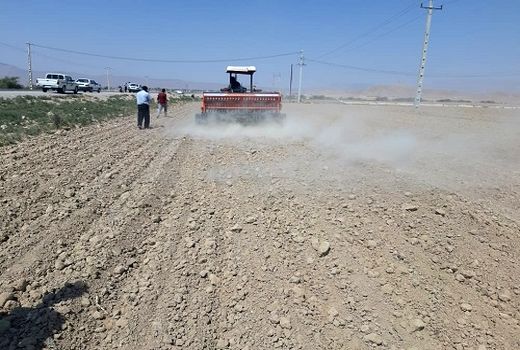 کاشت کلزا در زرین دشت آغاز شد