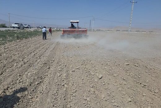 کاشت کلزا در زرین دشت آغاز شد