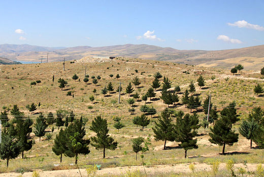 ۱۵۰ هکتار جنگل‌کاری در استان قزوین انجام می‌شود