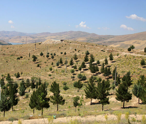 ۱۵۰ هکتار جنگل‌کاری در استان قزوین انجام می‌شود