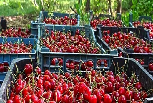 پیش‌بینی برداشت ۲۵ هزار تن گیلاس در آذربایجان‌غربی