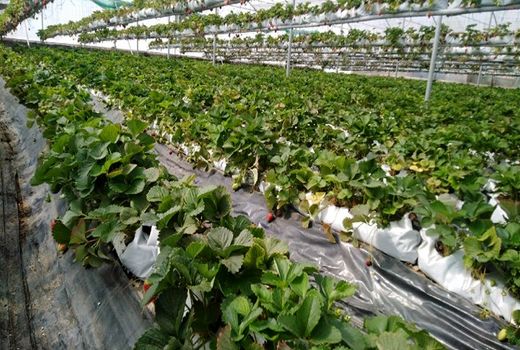 ۱۴۰۰ هکتار از اراضی کشاورزی پیشوا زیر گشت گلخانه قرار دارند