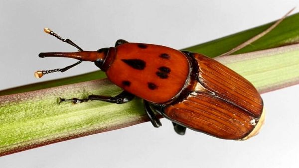 الگوی ملی واحد برای کنترل سوسک سرخرطومی خرما تدوین میشود