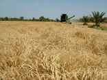 با قطع بارندگی در سیستان وبلوچستان کاربرداشت گندم آغاز می‌شود