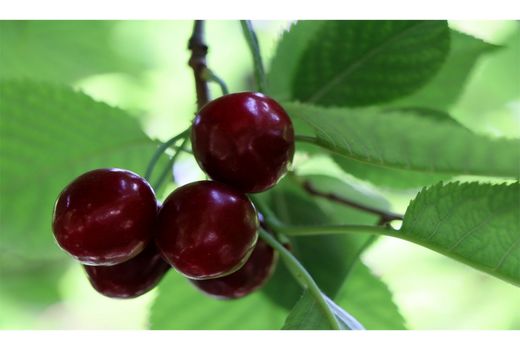 ۶۴۰۰تن گیلاس به ارزش ۱۲۸میلیارد تومان در نوشهر تولید شد