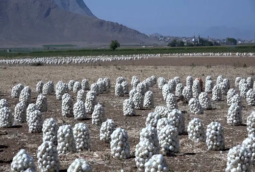 رکود و قیمت پایین پیاز در شهرستان فریدن