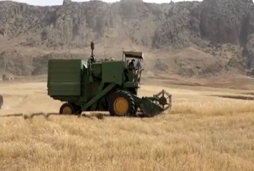 برداشت ۲۰ هزار تن گندم در فریدونشهر