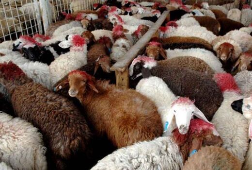 طرح نگهداری دام مولد برای صیانت از ذخایر ژنتیکی در خراسان شمالی اجرا می شود 
