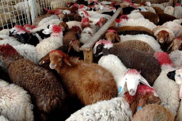 طرح نگهداری دام مولد برای صیانت از ذخایر ژنتیکی در خراسان شمالی اجرا می شود 