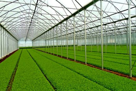 انتقال تولید سبزی و صیفی به فضای گلخانه