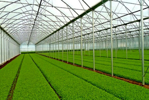 انتقال تولید سبزی و صیفی به فضای گلخانه