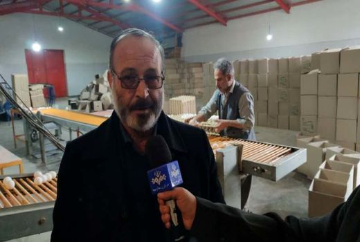 تولید روزانه بیش از 53 تن تخم مرغ در شهرستان مرند