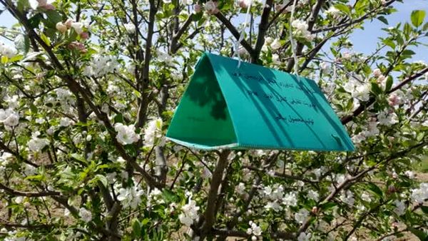 افزایش دقت در مبارزه با آفات باغی با استفاده از سامانه‌های پیش‌آگاهی در آذربایجان‌غربی
