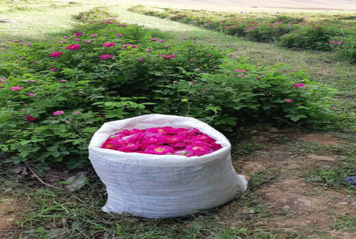  برداشت بیش از ۵۰ تن گل محمدی از 15 هکتار از گلستانهای شهرستان جلفا