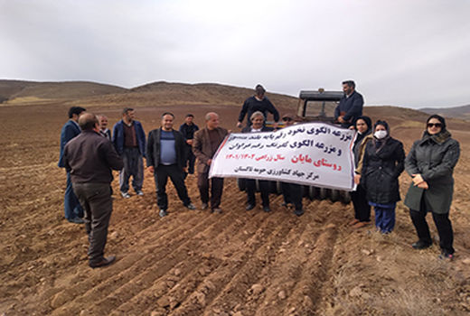 اجرای طرح ملی الگویی نخود پایه بلند دیم و گلرنگ در شهرستان تاکستان