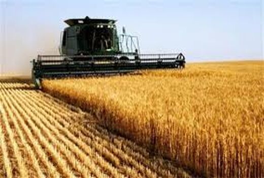 افزایش ۳۰ درصدی تولید گندم در شاهرود