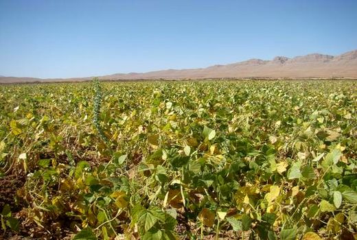 ۳۴ تن حبوبات در البرز برداشت شد