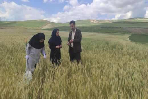 مبارزه با آفت سن گندم در مزارع ارومیه بدون وقفه در روزهای تعطیل ادامه دارد