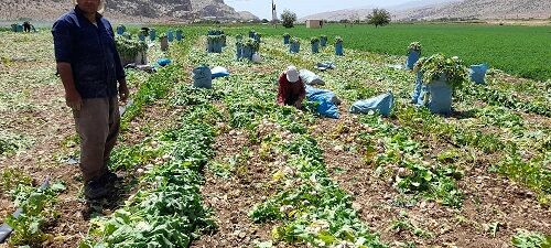 میانگین عملکرد محصول شلغم در شاهرود ۲۲ تن در هکتار است