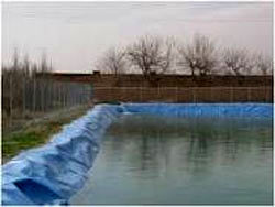 رفسنجان رتبه سوم تولید آبزیان را در استان کرمان دارد