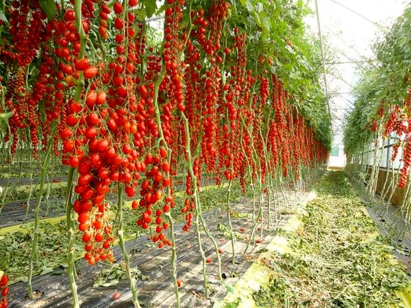 تحقق صددرصدی توسعه کشت گلخانه‌ای در اصفهان