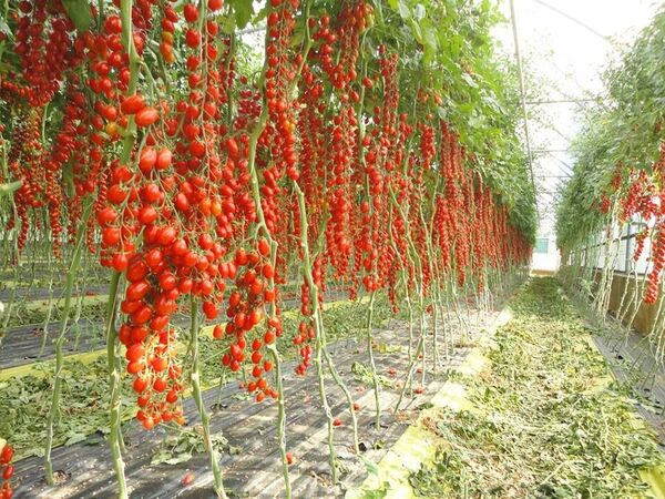 تحقق صددرصدی توسعه کشت گلخانه‌ای در اصفهان