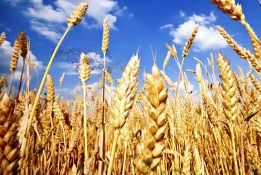 تخفیف ۲۰ درصدی حق بیمه زراعت در طرح کشت قراردادی