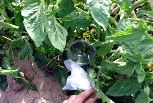 مبارزه بیولوژیک با آفات در مزارع خوزستان