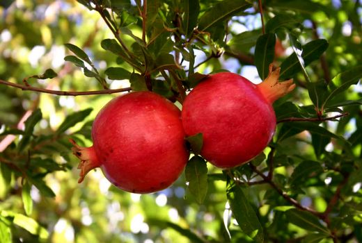 رشد 10درصدی تولید انار در چهارمحال و بختیاری