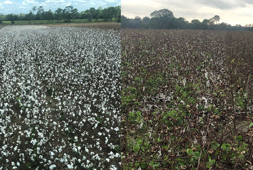 تغییر شیوه‌های کشاورزی برای مقابله با بلایای طبیعی